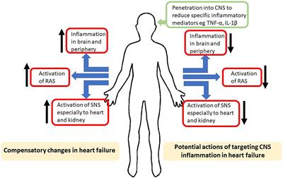 New Insights Into the Role of Inflammation in the Brain in Heart Failure